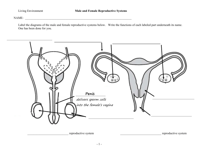 The female reproductive system answer key