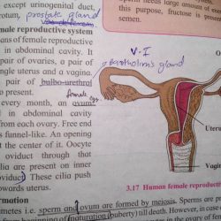 The female reproductive system answer key