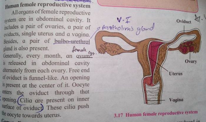 The female reproductive system answer key