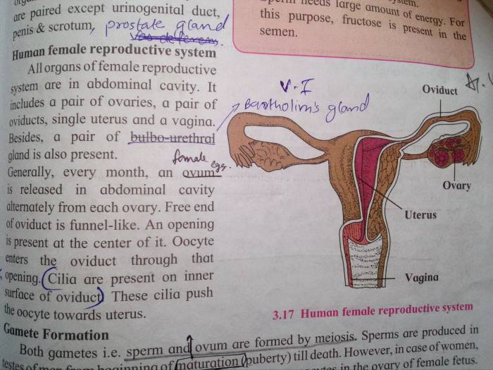 The female reproductive system answer key