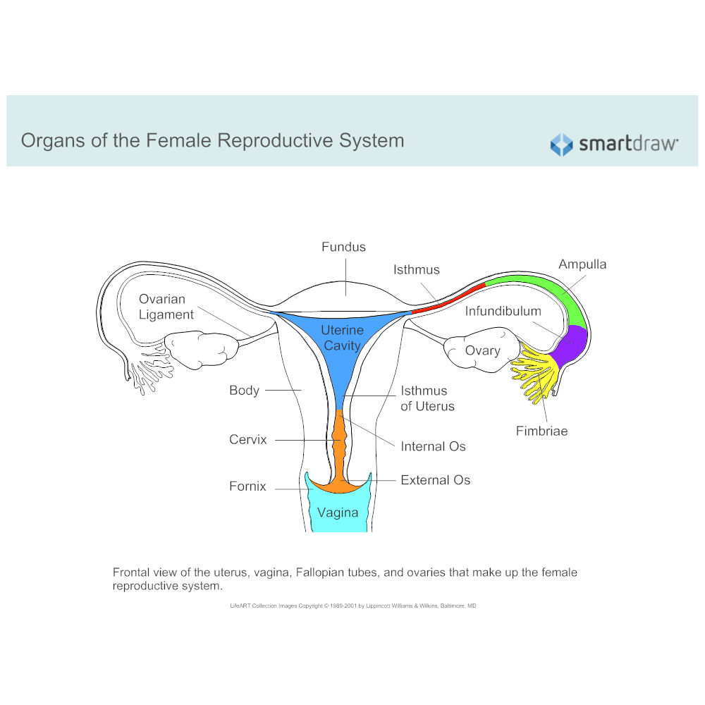 The female reproductive system answer key