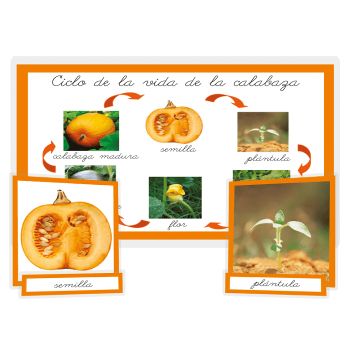 Ciclo de vida de la calabaza