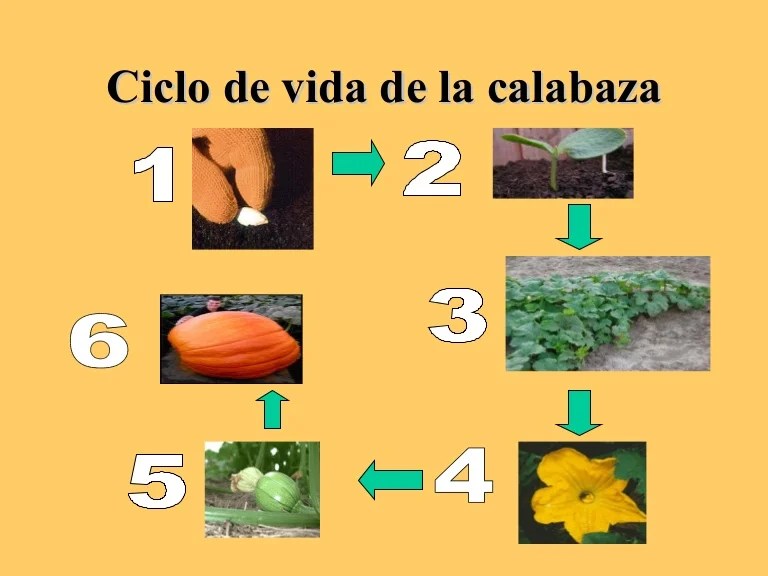 Ciclo de vida de la calabaza