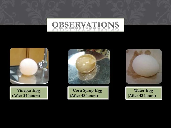 Egg osmosis experiment lab report