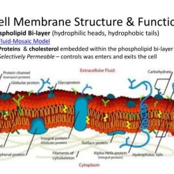 Membrane structure and function pogil answers