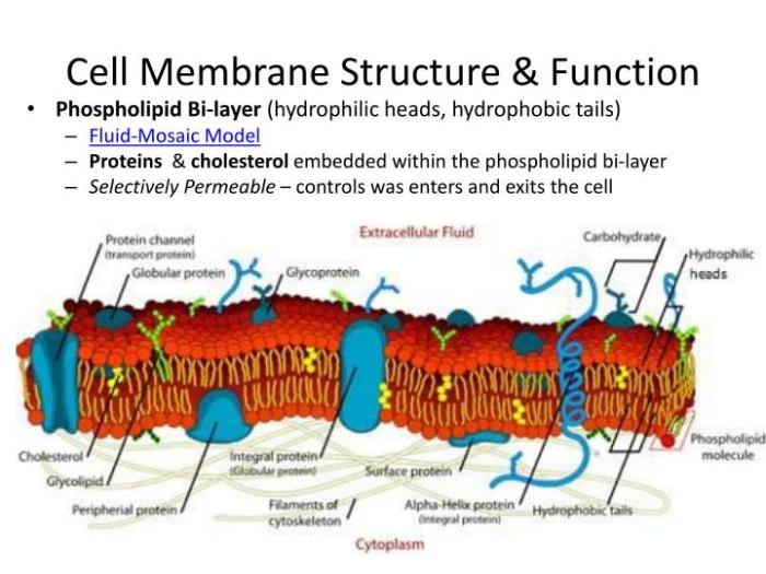 Membrane structure and function pogil answers