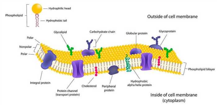 Membrane function pogil cell homeostasis does why