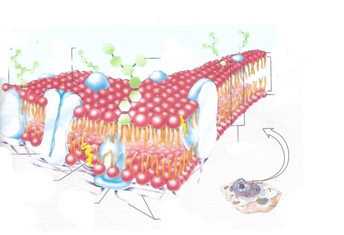 Membrane structure and function pogil answers