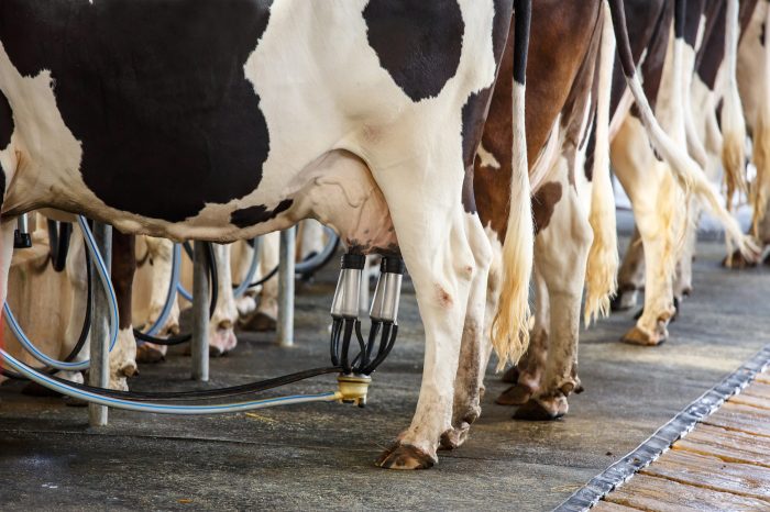 Part of a cow that milk comes from crossword